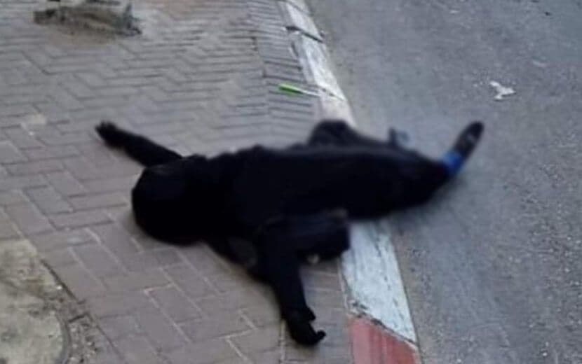 “İsrail” 16 Yaşındaki Öğrenciyi Vurdu