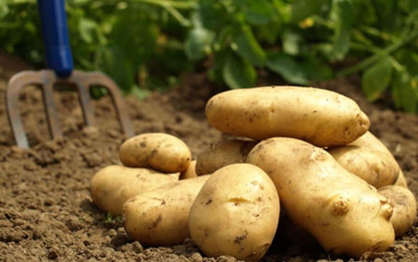 25 İlde Patates Ekimi Yasaklandı