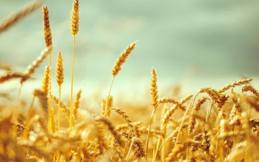 Gıda Yasası Tepkilere Rağmen Meclis’te!