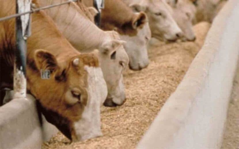 Tarım Orman Bakanlığı’ndan GDO’lu Yeme Onay