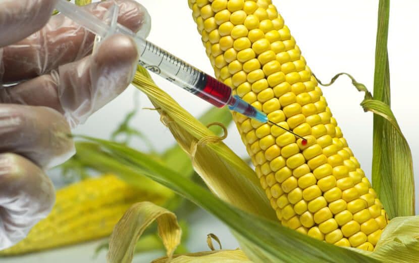Tarım Bakanlığı, 10 Yıl Daha GDO İle Zehirlenmemize İzin Verdi