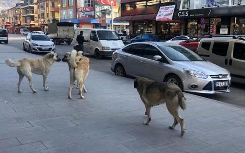 Bir Çocuk Daha Sokak Köpeklerinin Saldırısında Ağır Yaralandı