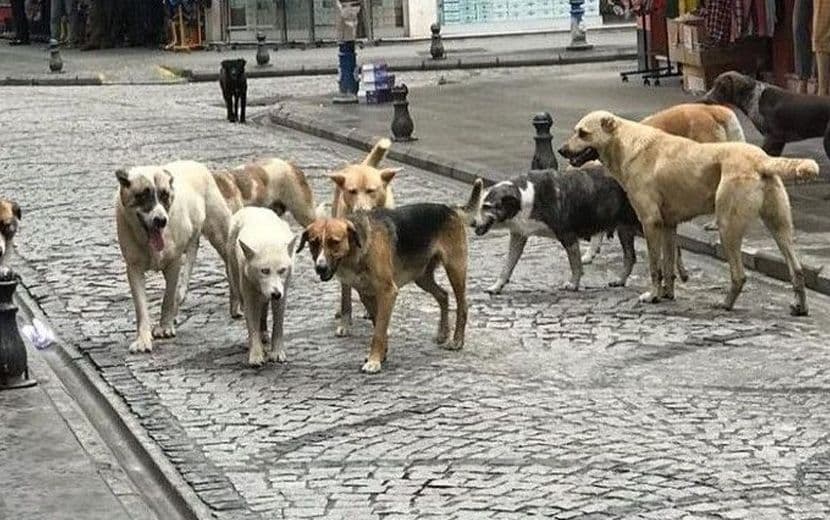 Başıboş Köpek Yasasından “Ötenazi” İfadesi Çıkartıldı
